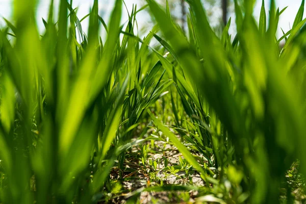 小麦幼苗生长在土壤中 底部的观点 有选择的重点 — 图库照片