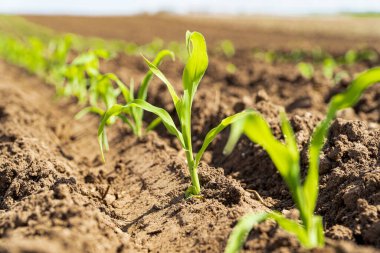 Closeup of green corn sprouts planted in neat rows. Green young corn maize plants growing from the soil. clipart