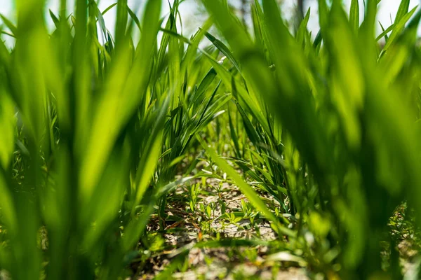 即将在农田里发芽的小麦 农业和农艺学主题 底部的观点 软焦点 — 图库照片
