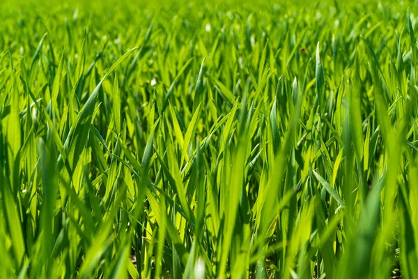 Green wheat field. Young green wheat. Green background with wheat. Soft focus.