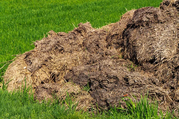 Manure Pile Lying Agriculture Field — Stock Photo, Image