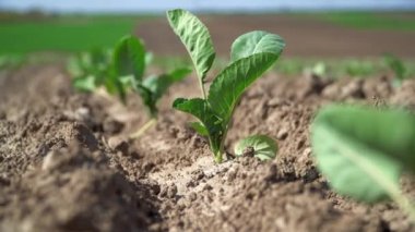 Genç organik yeşil lahana yaprakları rüzgarda sallanıyor. Toprakta lahana filizi yetişiyor..