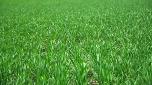 小麦や大麦の作物の緑の若い芽 緑の草が風に乗って動いている 選択的焦点 — ストック動画