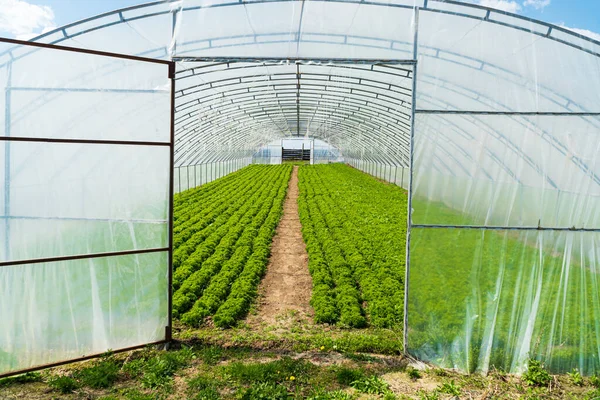 stock image Polyethylene greenhouse. Lettuce grown in the greenhouse.