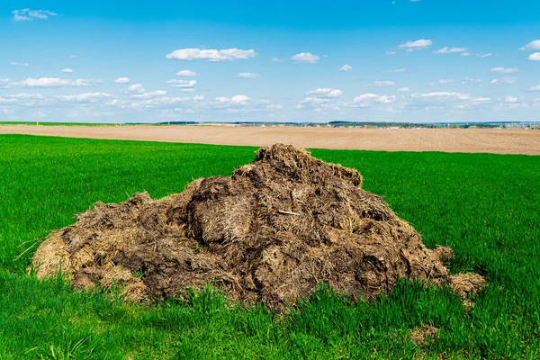 フィールド上のマニュアルのヒープ 動物糞のヒープ 家畜の天然肥料 — ストック写真