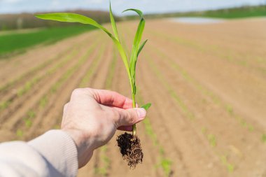 Tarlada elinde yeşil mısır filizi tutan bir çiftçi. Mısır yetiştiriyorum. Çiftçilik ve ekme kavramı.