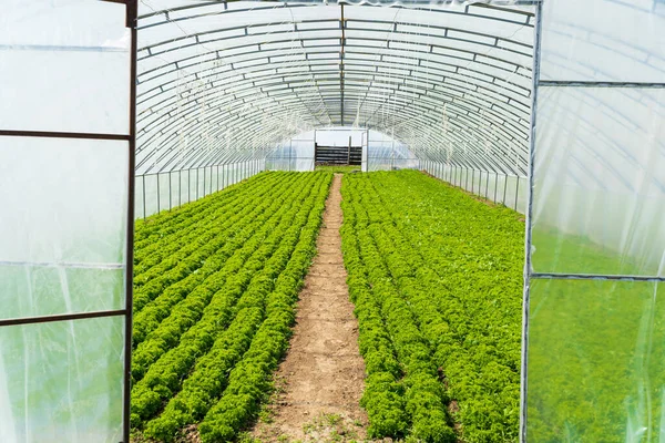 stock image Greenhouse with vegetables. Big industrial greenhouse. Organic greenhouse.