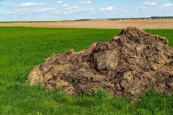 牛糞やわらからの肥料 フィールド上の肥料のヒープ受精する — ストック写真