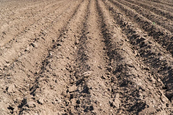 Plowed Field Agricultural Field Even Rows — Stock Photo, Image