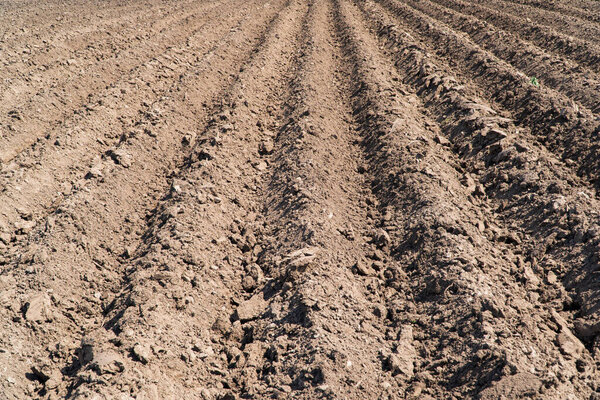 Plowed field. Agricultural field with even rows.