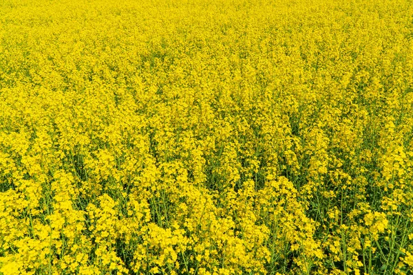 黄色い菜の花畑の風景 暖かい夏の日の菜の花畑 — ストック写真