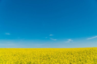 Mavi gökyüzüne karşı tecavüz çiçeği tarlası. Büyüyen Sarı Tecavüz. Bir tarım alanının manzarası.