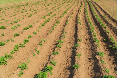 Patates sıraları. Yerden büyüyen patatesli tarım sahnesi. Patates yetiştiriyorum..