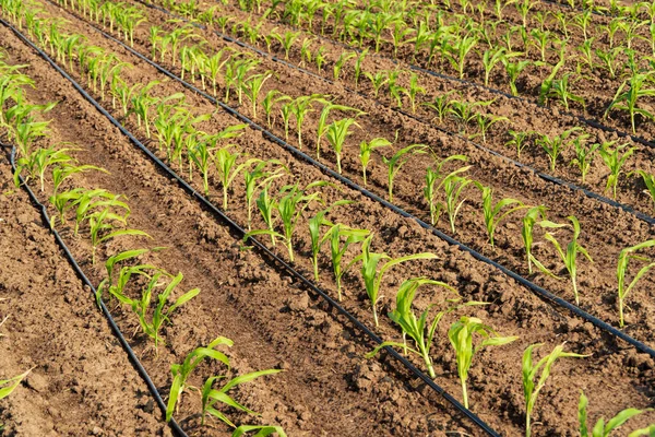 Rzędy Kukurydzy Scena Rolnicza Kukurydzą Rosnącą Ziemi Uprawa Kukurydzy Zdjęcia Stockowe bez tantiem