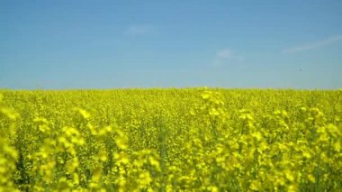 Çiçek açan bir kolza tohumu tarlası. Tecavüztohumu tarlası manzarası. Yavaş çekim video 50fps.