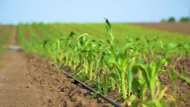 Maïs Groeit Een Akkerland Maïszwaai Wind Jonge Maïsplanten Maïs Verbouwen — Stockvideo