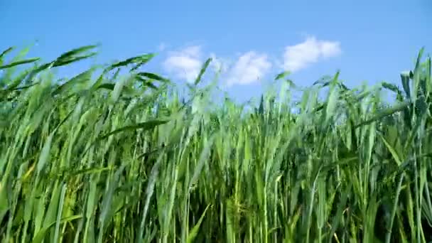 Trigo Crece Campo Cultivo Trigo Verde Balancea Viento Cultivando Trigo — Vídeo de stock