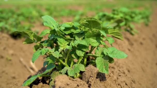Patates Tarlada Yetişiyor Patatesi Rüzgarda Sallandırır Genç Patates Patates Yetiştiriyorum — Stok video