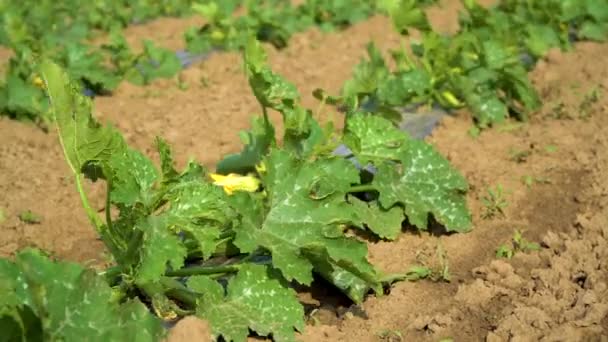 Les Courgettes Poussent Dans Champ Agricole Laisse Courgette Balancer Dans — Video