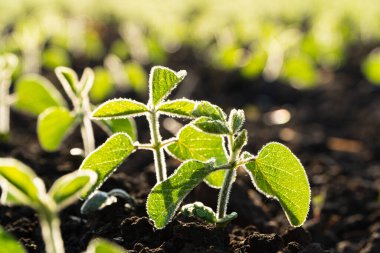 Yeşil, taze soya bitkilerini kapatın. Bir tarlada topraktan bir soya rossada yetişir. Büyüyen Soya. Tarım sektörü. Tarım sahnesi. Yumuşak odak.