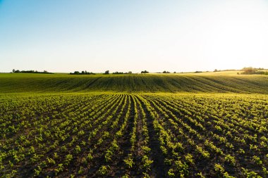 Soya tarlası. Güneş batan soya tarlası. Genç Soya Bitkileri. Soya tarımı. Tarım sektörü. Tarım sahnesi.