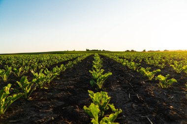 Şeker pancarı tarlası manzarası. Güneş batan şeker pancarı tarlası. Şeker pancarı yetiştiriyorum. Tarım sektörü. Tarım sahnesi.