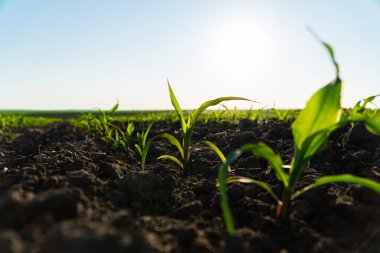 Young corn plants growing on the field on a sunny day. Fresh green sprouts of maize. Growing corn. Agrarian business. Agricultural scene. Selective focus. clipart