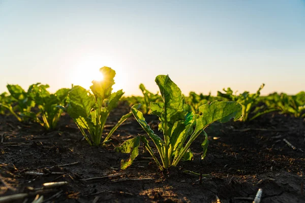 Sugar beet grows on field. Young Sugar Beet Plants. Sugar beet field with sunset sun. Growing sugar beet. Agrarian business. Selective focus.