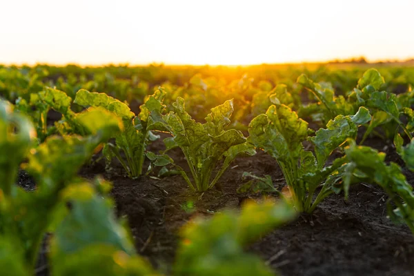 stock image Close up green young sugar beet plants. Sugar beet field with sunset sun. Growing sugar beet. Agrarian business. Agricultural scene. Soft focus.