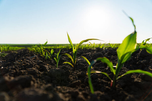 Young corn plants growing on the field on a sunny day. Fresh green sprouts of maize. Growing corn. Agrarian business. Agricultural scene. Selective focus.