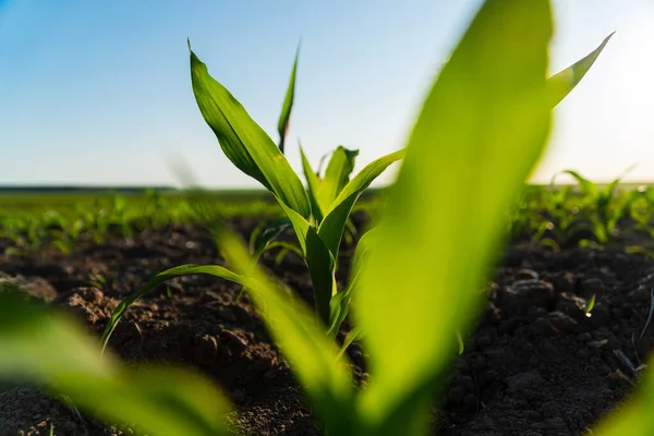 关闭绿色的玉米幼苗 玉米罗萨达是从地里长出来的种子 种植玉米 农业企业 农业领域 软焦点 — 图库照片