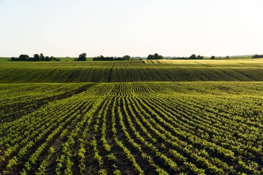 Soya fasulyesi tarlasında sıralanmış taze soya fasulyesi. Sıralar dolusu taze, yeşil soya bitkisi. Genç bir soya tarlasının manzarası. Topraktan yetişen yeşil, taze soya bitkileri. Tarım kavramı.