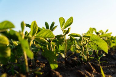 Topraktan soya fideleri yetişiyor. Gün batımlı genç soya tarlası. Akşam ışığında tarım bahçesinde soya tohumu. Büyüyen güzel bitki arka planı.