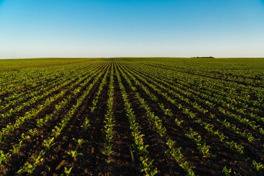 Yeşil pancar filizleri düzenli sıralarda ekildi. Topraktan büyüyen yeşil, genç şeker pancarı bitkileri. Tarım.