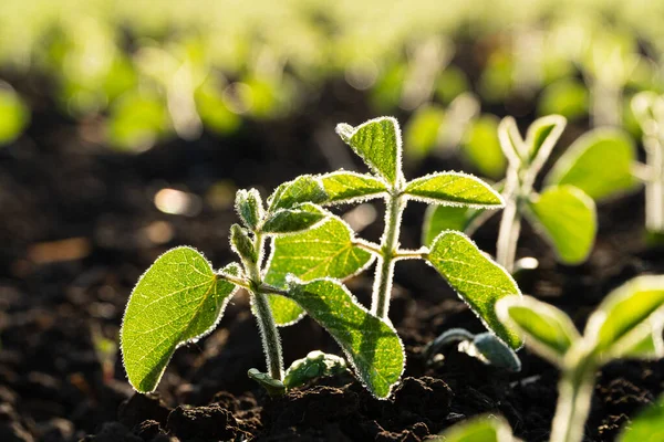 Fresh Green Soybean Plants Green Young Soy Plants Growing Soil — Stock Photo, Image