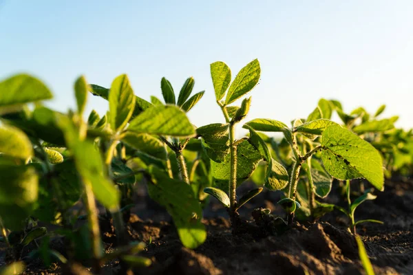 Topraktan soya fideleri yetişiyor. Gün batımlı genç soya tarlası. Akşam ışığında tarım bahçesinde soya tohumu. Büyüyen güzel bitki arka planı.