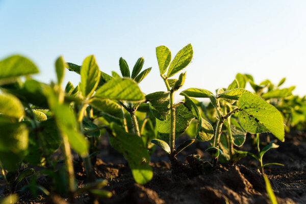 Саженцы сои растут из почвы. Молодое соевое поле с закатом. Саженцы сои в сельскохозяйственном саду при вечернем свете. Красивый растительный фон.