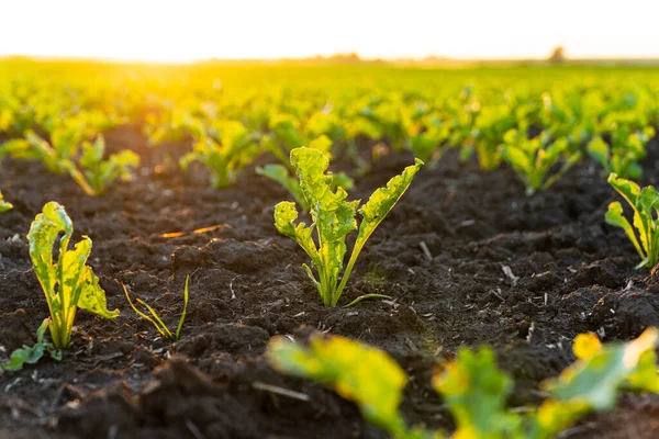 Sugar beet seedlings are growing from the soil. Young sugar beet field with sunset. Sugar beet seedling in the agricultural garden at evening light. Beautiful growing plant background.
