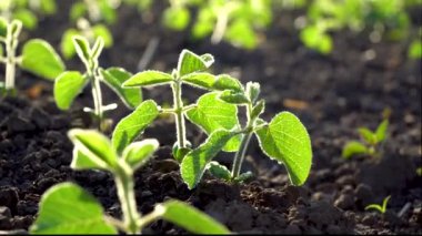 Yaklaş yeşil soya rüzgarda sallanıyor. Bir tarlada topraktan bir soya tohumu yetiştirir. Büyüyen Soya. Tarım sektörü. Tarım sahnesi. Yumuşak odaklanma. Yüksek kalite.