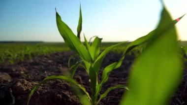 Rüzgarda sallanan yeşil mısırı kapat. Bir tarladaki topraktan bir mısır tohumu çıkar. Mısır yetiştiriyorum. Tarım sektörü. Tarım sahnesi. Yumuşak odak.