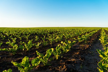 Koyu topraklı verimli bir arazide sıralanmış genç şeker pancarı bitkileri. Gün batımında yeşil pancar tarlası. Erken safhada yeşil pancar tarlası.