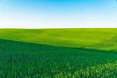 Yeşil buğday tarlaları. Kırsaldaki güzel yeşil buğday tarlası. Tarım buğdayı.