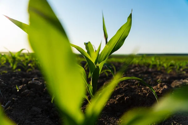 关闭种子玉米植物 在阳光的黄昏 绿色的玉米幼苗从黑色的土壤中生长 玉米农业 具有浅层深度的选择性聚焦 — 图库照片