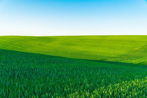 Zöld Búzamezők Hullámai Gyönyörű Zöld Búzamező Vidéken Mezőgazdasági Búza — Stock Fotó