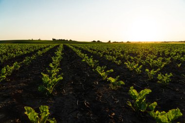 Şeker pancarı tarlasında sıraya dizilmiş genç şeker pancarı filizleniyor. Genç yeşil pancar siyah topraktaki bir tarlada yetişiyor. Erken safhada şeker pancarı tarlası.