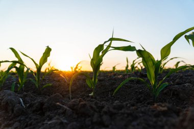 Genç yeşil mısır siyah topraktaki bir tarlada yetişiyor. Gün batımında yeşil mısır tarlası. Bahçede, kırsal ya da kırsal alanda taze mısır yetişiyor..
