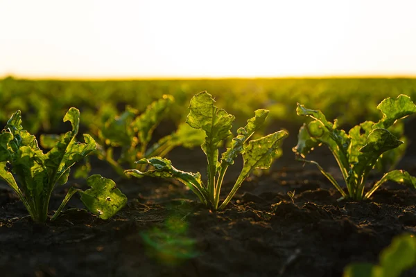 stock image Young green sugar beet grows on a field in black soil. Sugar beet field in the sunset. Fresh sugar beet growing on garden land in rural or countryside.