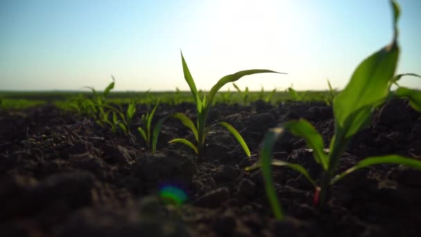 Plantas Milho Jovens Fechar Semeando Milho Campo Fazenda Orgânica Fundo — Vídeo de Stock
