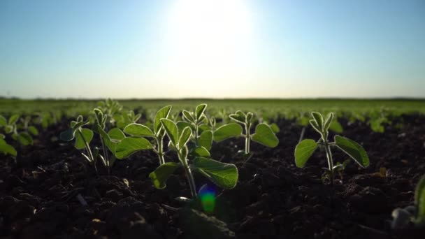 Planta Soja Muito Jovem Campo Agricultores Com Pequenos Brotos Jovens — Vídeo de Stock