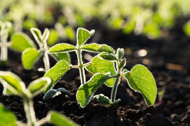 Tarlada sıra sıra yetişen küçük soya fasulyesi bitkileri. Soya fasulyesi filizi, endüstriyel ölçekte soya fasulyesi yetiştiriyor. Soya tarımı. Vejetaryenler için ürünler. Yumuşak odak.
